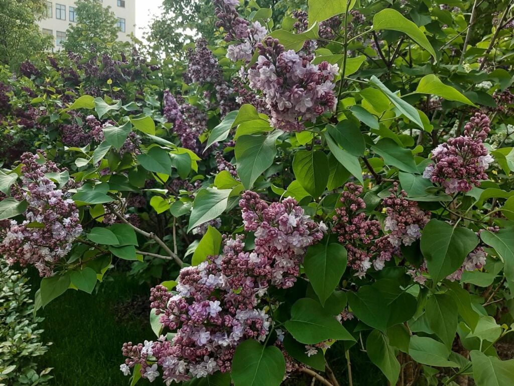 Сирень: прекрасная и полезная