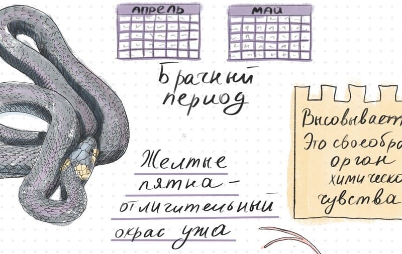змеи