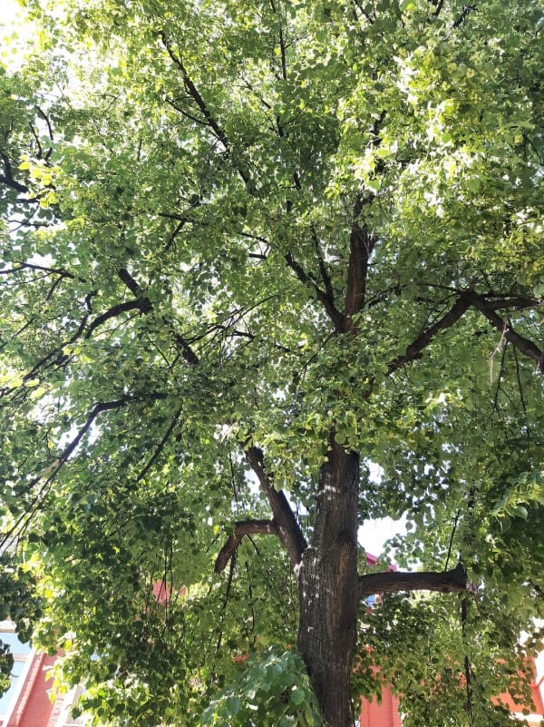 липовый цвет