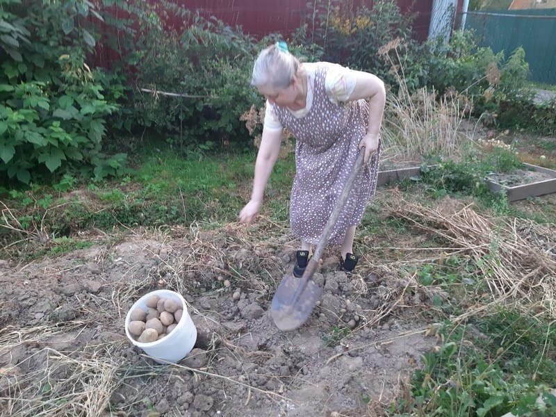 сад, огород, лето, фото Алина Фёдорова
