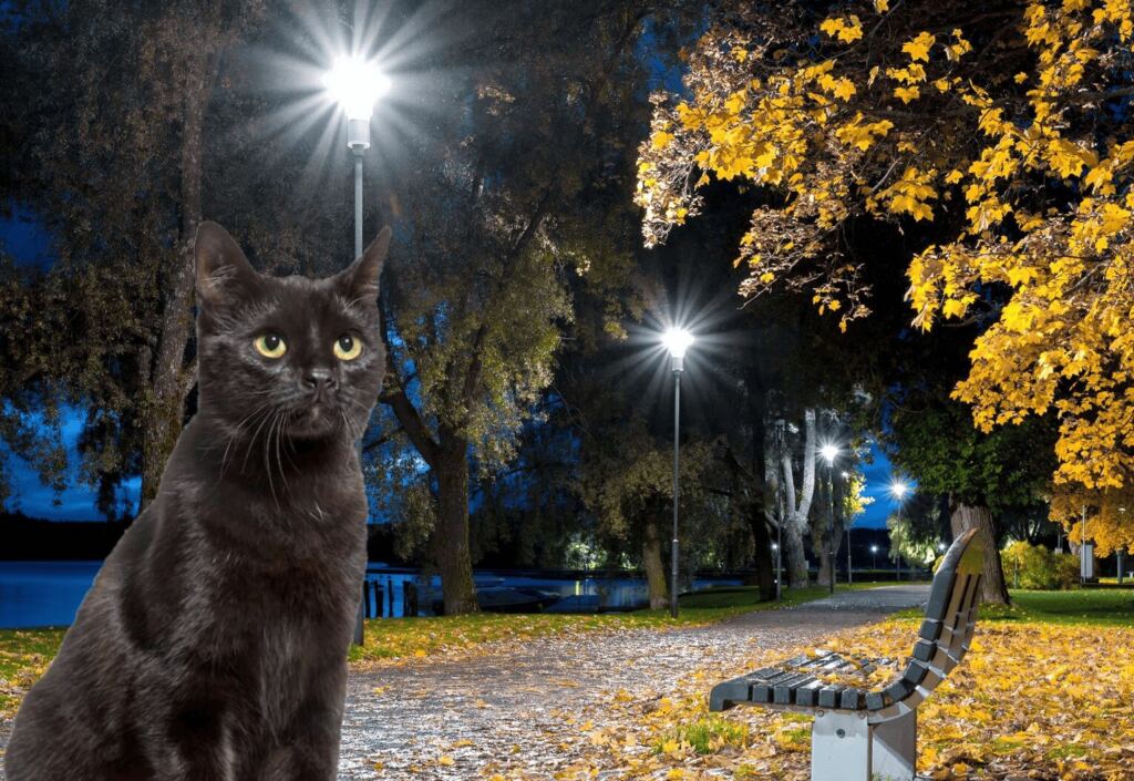 осень, вечер, кошка, Коллаж «Московской правды»