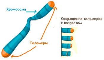 Геронтология и гении русской науки