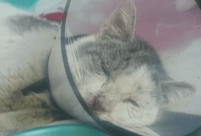 Московские спасатели ищут хозяина коту, которого чуть не заклевали вороны