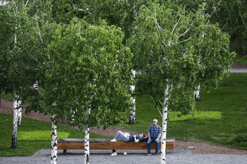 березы, отдых, парк, лето, Фото Артура Новосильцева / агентство «Москва»