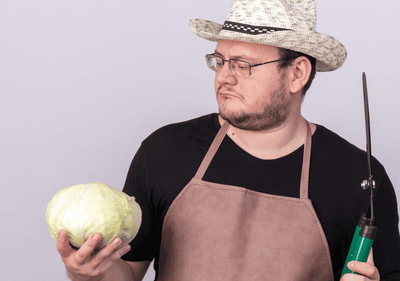 Народные приметы на 9 августа: полезный и вкусный лист капустный