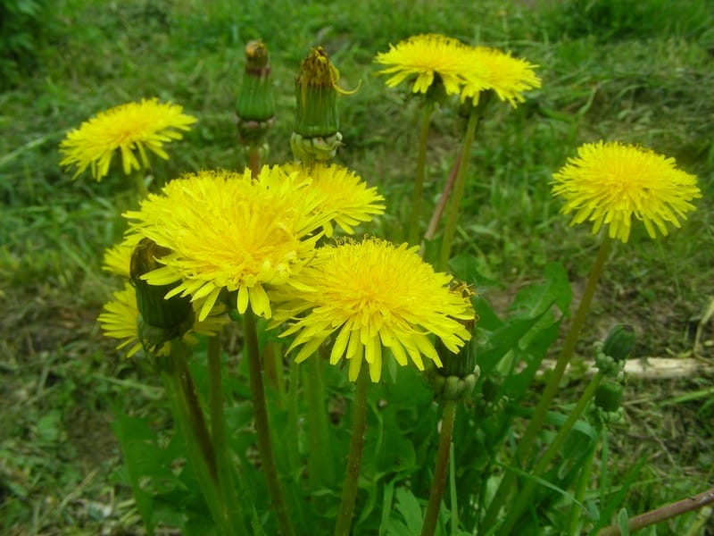 Зеленые нахлебники