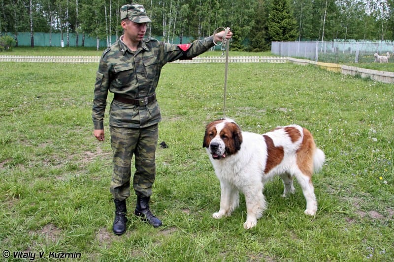 Кинология. Столетие легенды