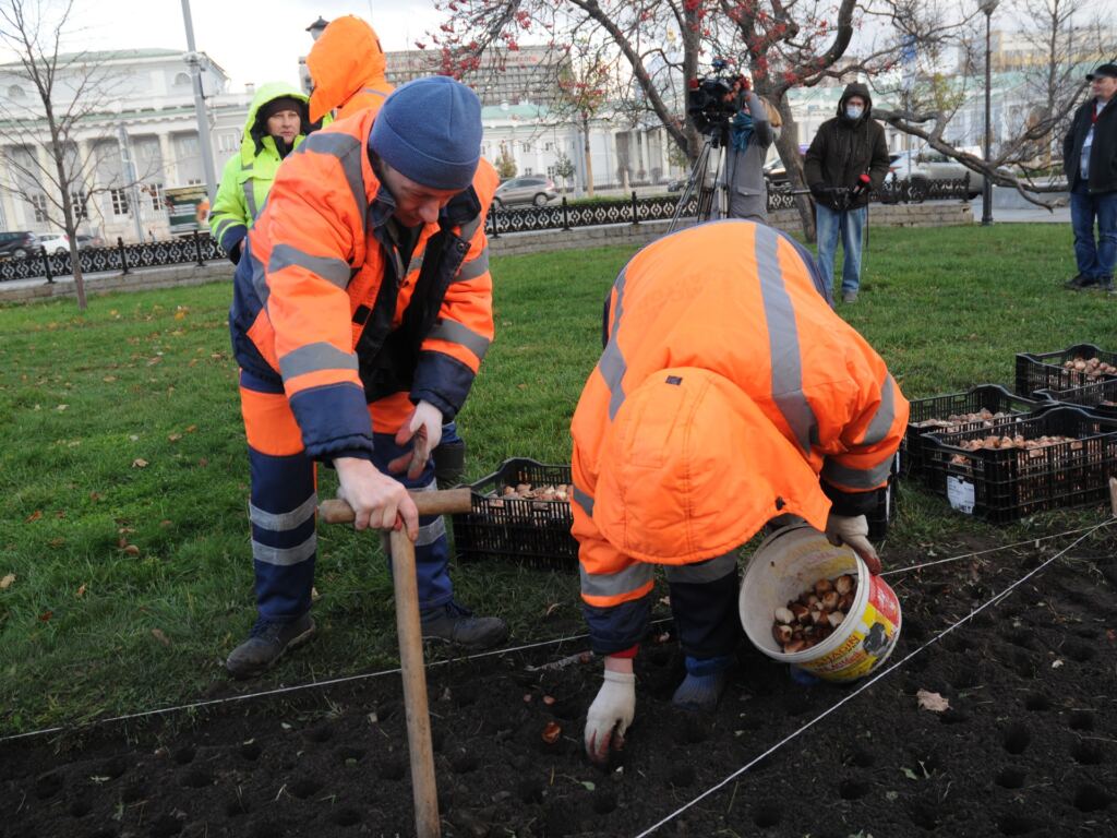В Москве приступили к высадке тюльпанов