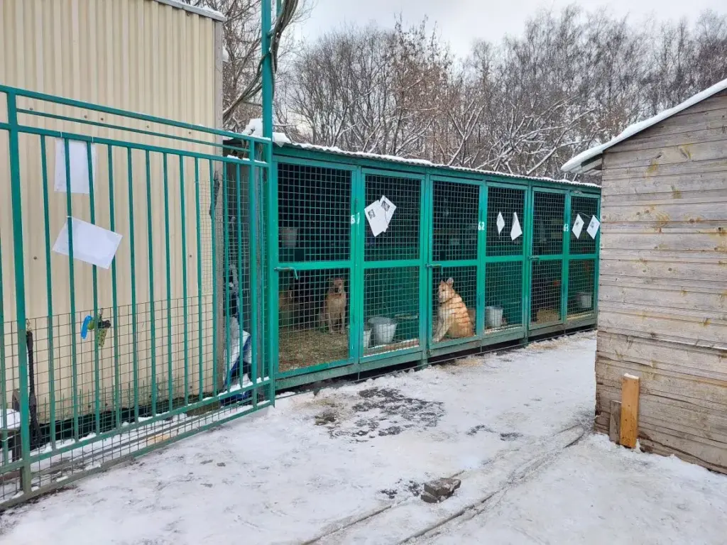 приют «Зоорассвет» Фото Маевской