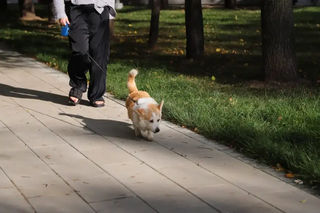 собака, корги, фото Юлии Смагринской