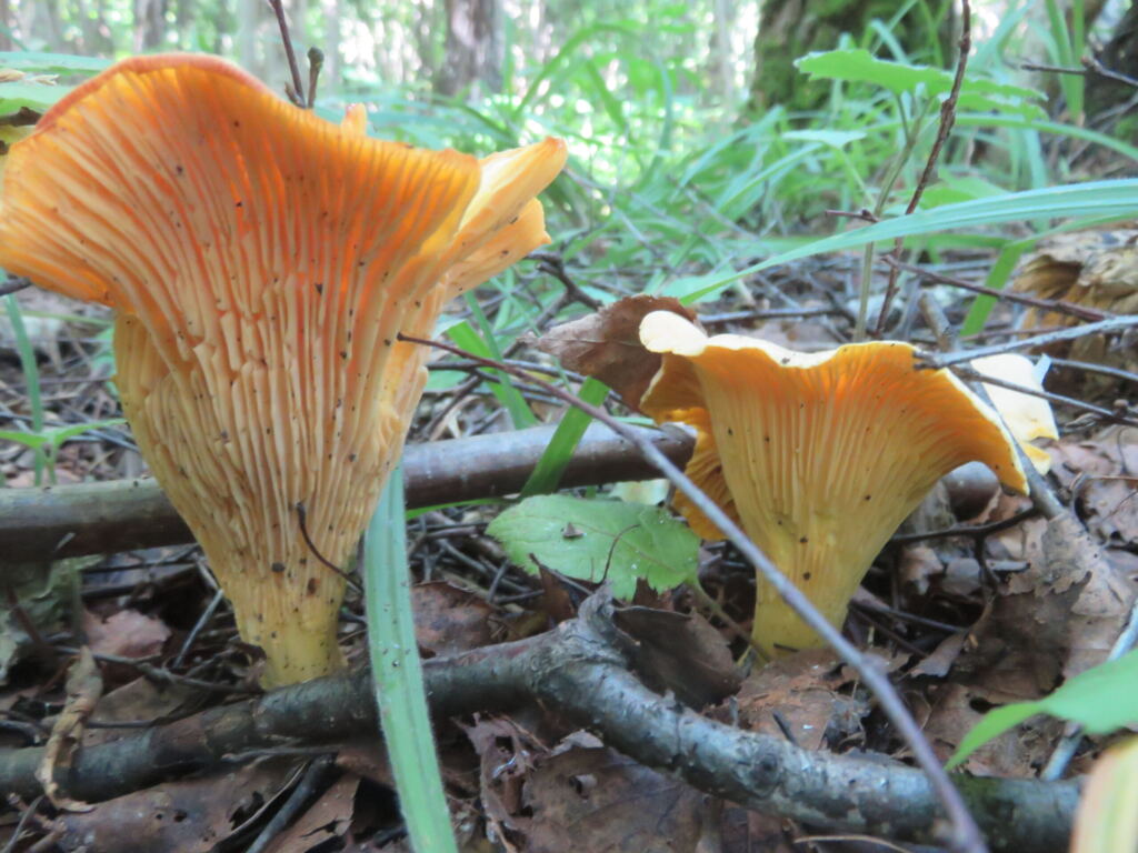 Фото Владимира Сабадаша