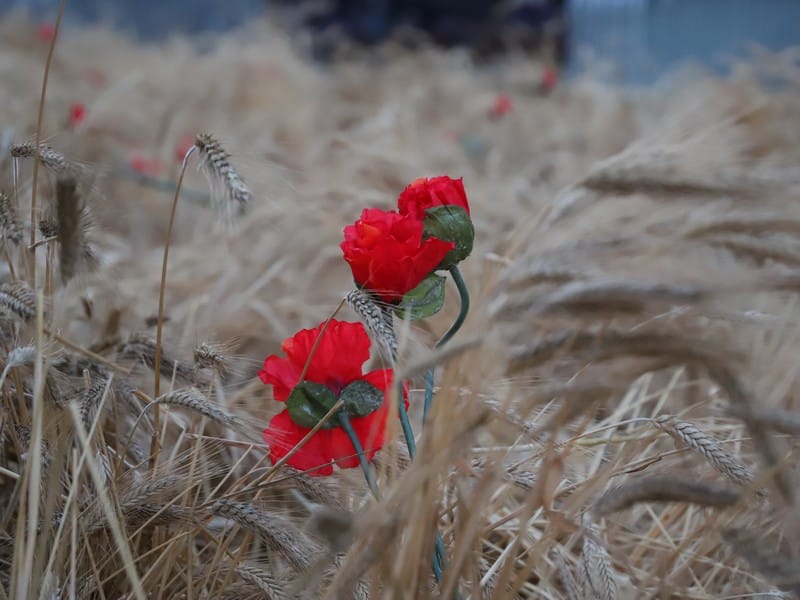 Урожай зерновых будет неплохой, а вот озимый сев – под угрозой