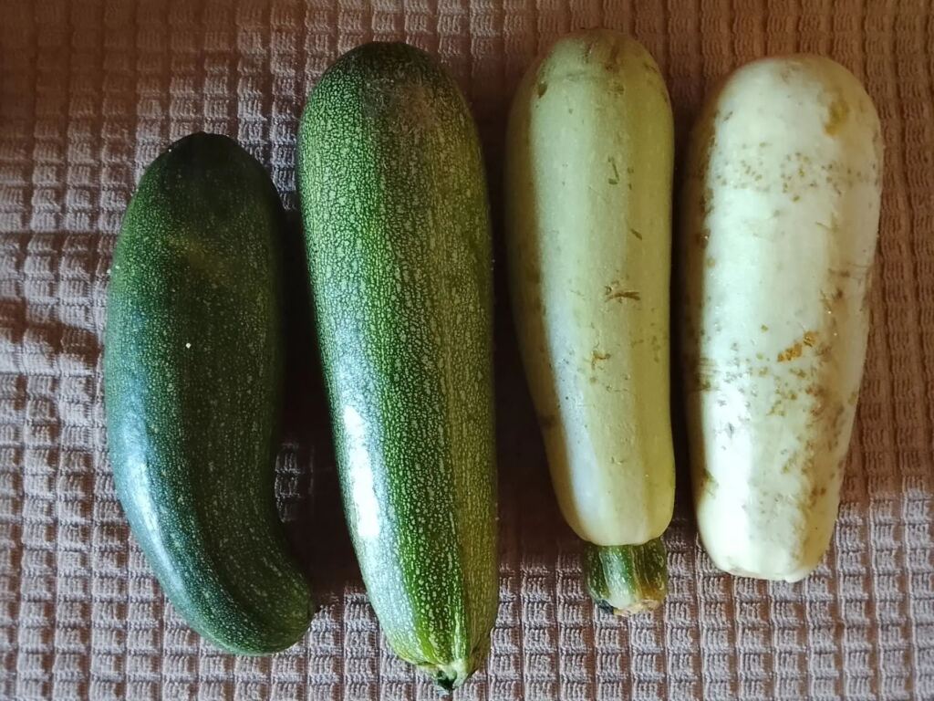 Кабачки Фото из архива Виктории Смирновой