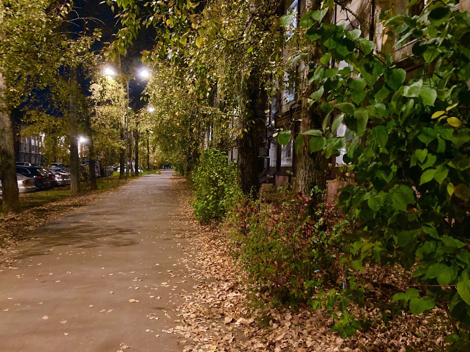 Листва осень природа парк Фото Нны Донских