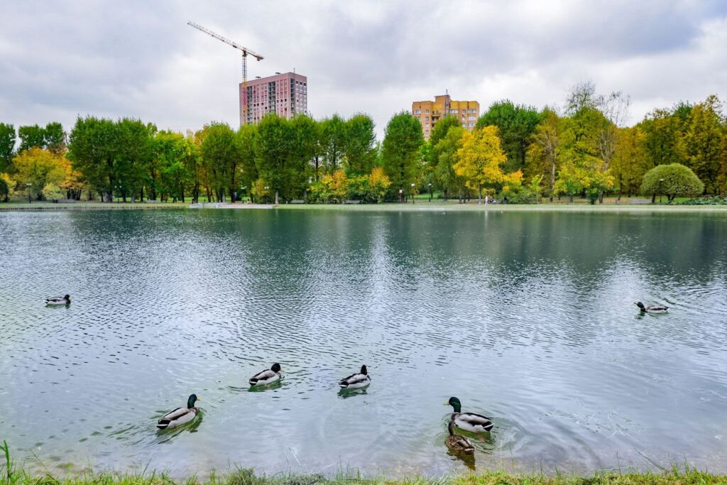 Нижний Афонинский пруд, фото КГХ
