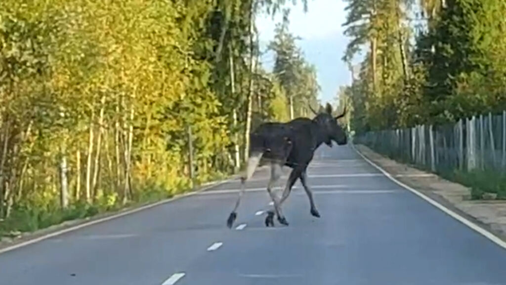 лось на дороге