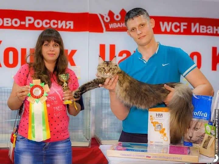 Кошки из Мурома Фото из архива Виктории Кочетковой