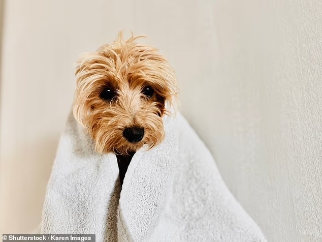 собака, животное, Фото: Shutterstock / Karen Images