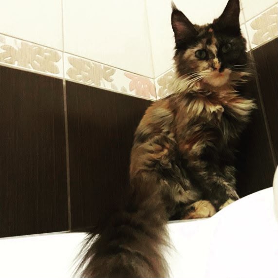 Кошки из Мурома Фото из архива Виктории Кочетковой