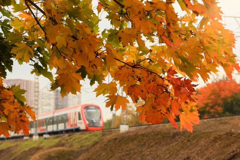 осень, клен, МЦД. Фото Василия Кузьмичёнка / агентство «Москва»