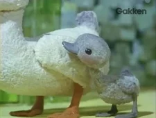 Гадкий утёнок