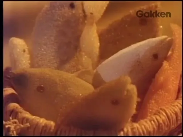 Умихико и Ямахико