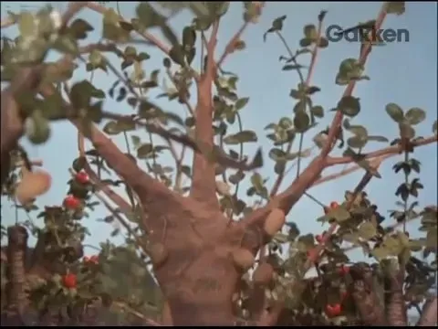 Белый слон