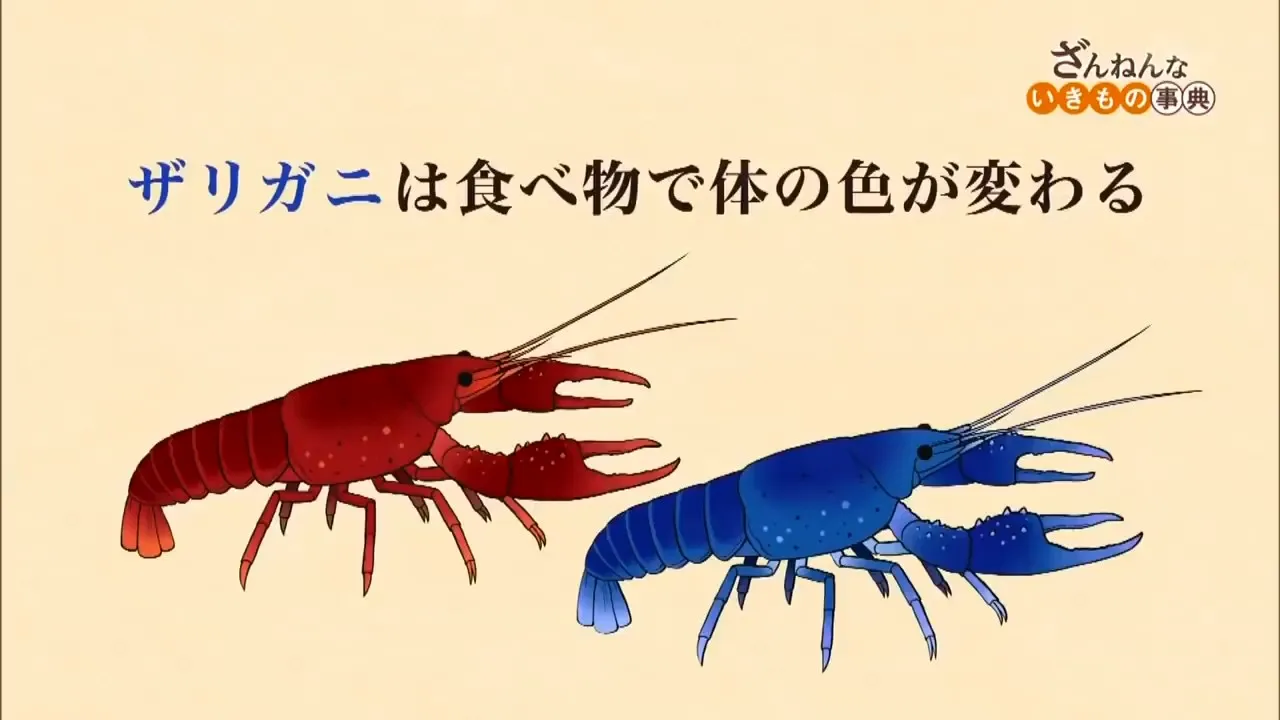 Энциклопедия жалких созданий 2