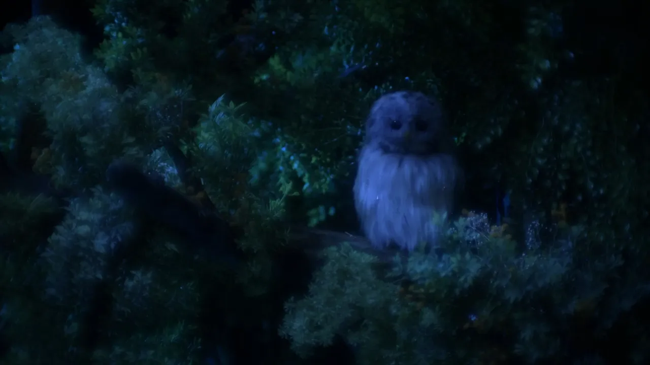 Riku ni Agatta Ningyo no Hanashi Pilot