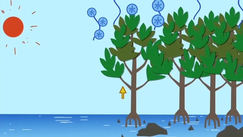 Торико: Тур Джампа 2009