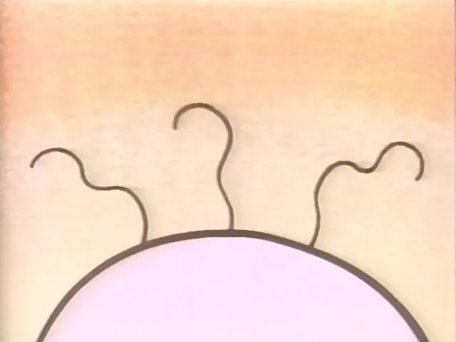 Nori P-chan