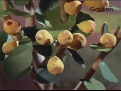 Не плачь, красный демон