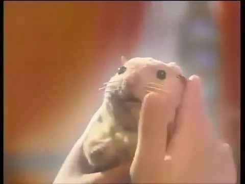 Хомяк Сэм
