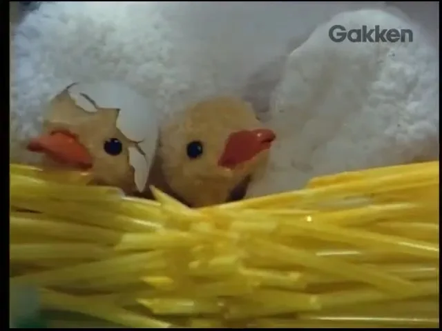 Гадкий утёнок