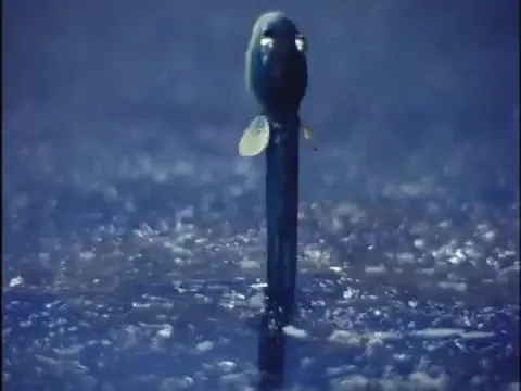 Тораян из Тэммы