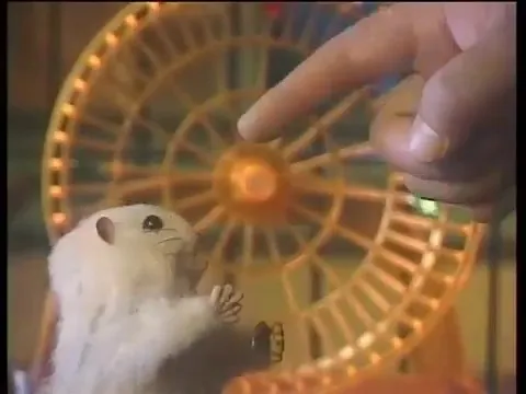 Хомяк Сэм