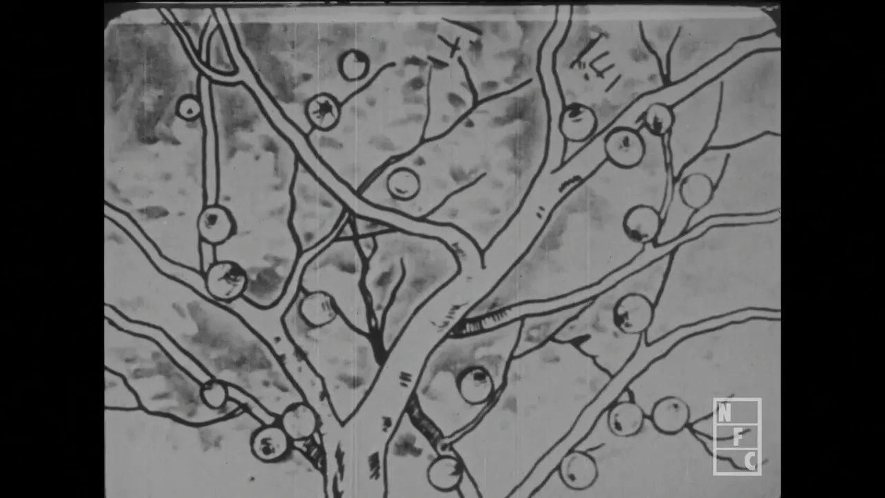 Сражение обезьяны и краба (1927)