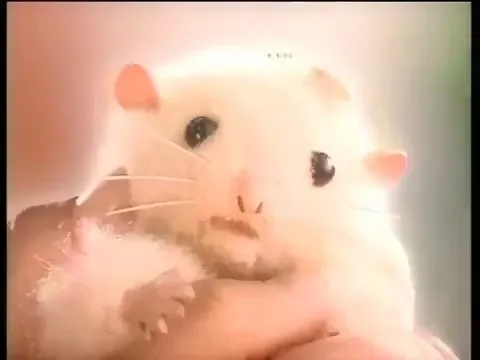 Хомяк Сэм