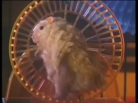 Хомяк Сэм
