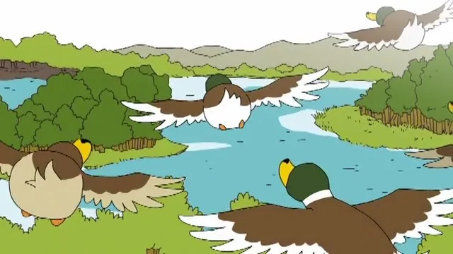 Жизнь утки