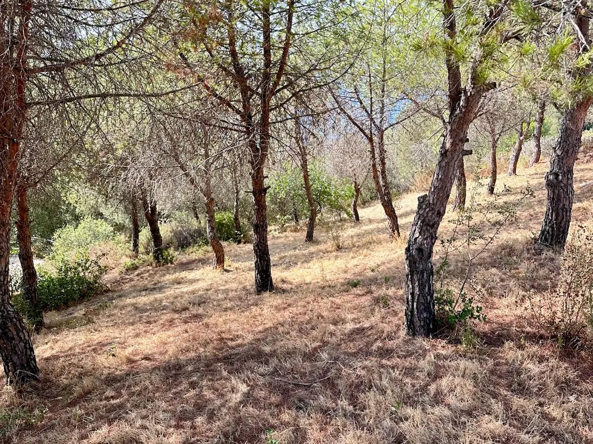 Field view at Kusadası Coastal Woodland