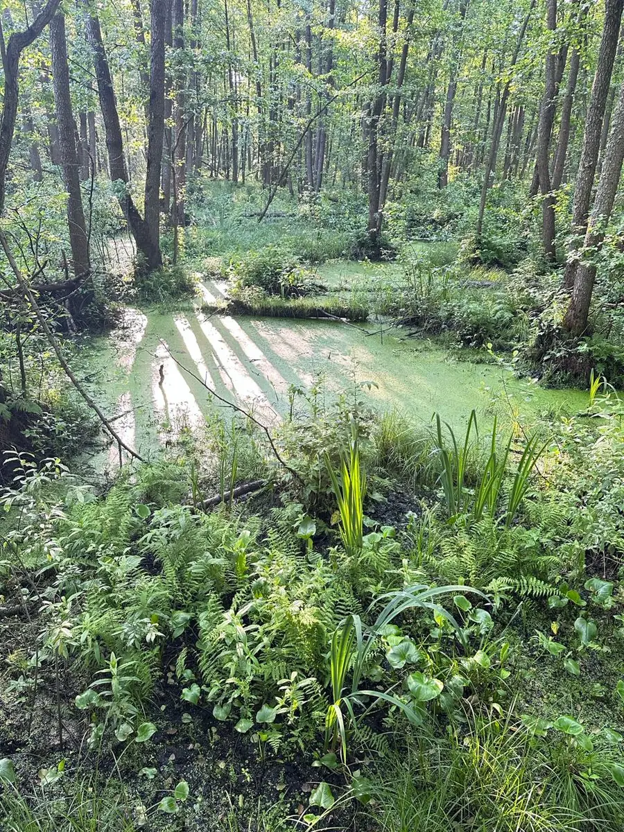 Field view at Mordovia State Nature Reserve