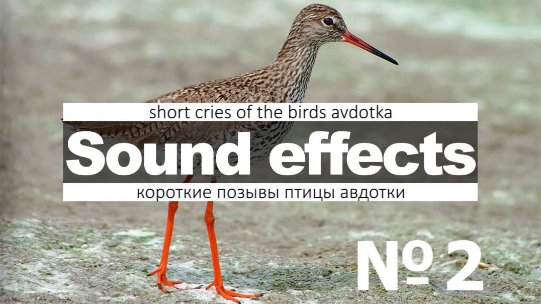 Звуки птицы авдотки скачать