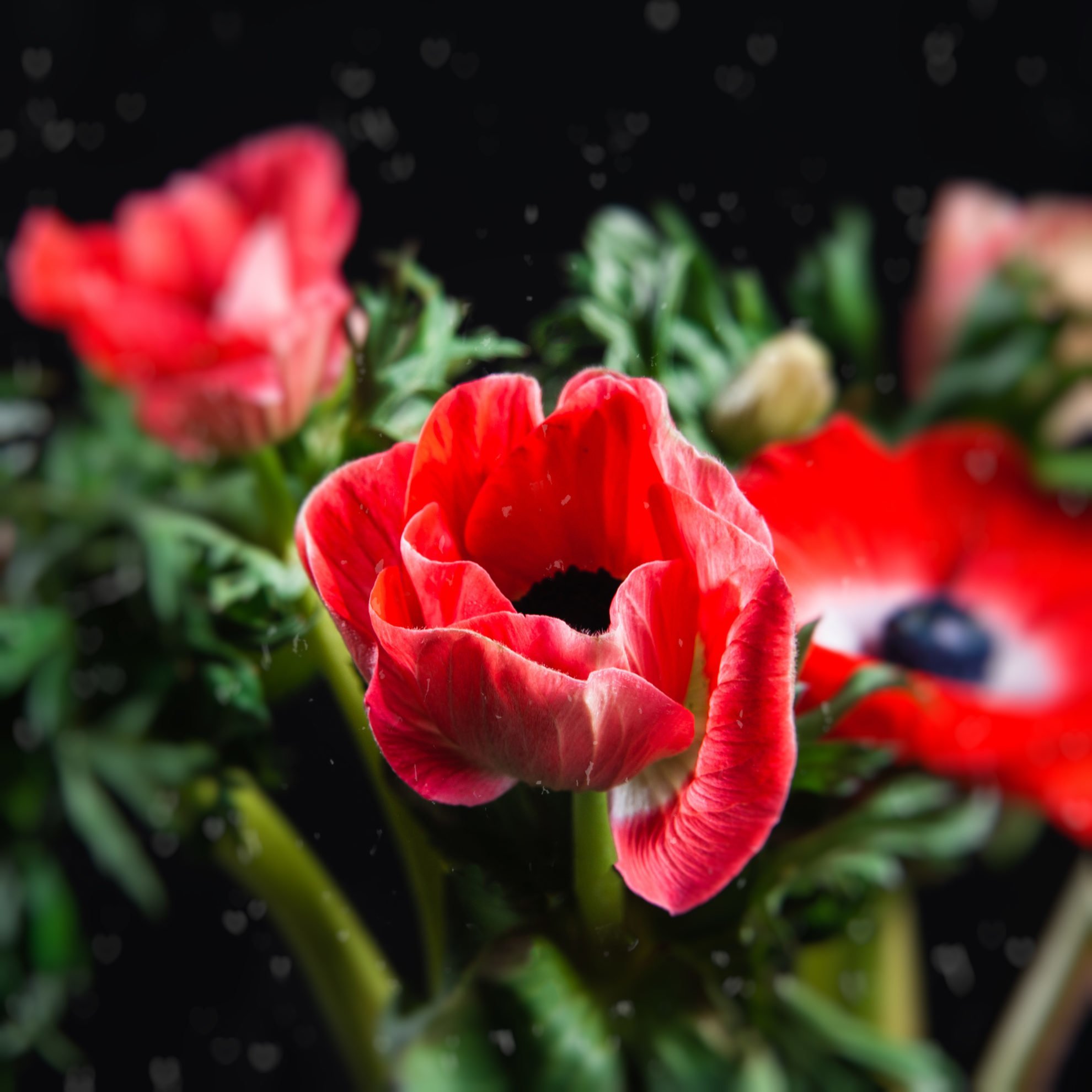 Анемона (Anemone) или Ветреница