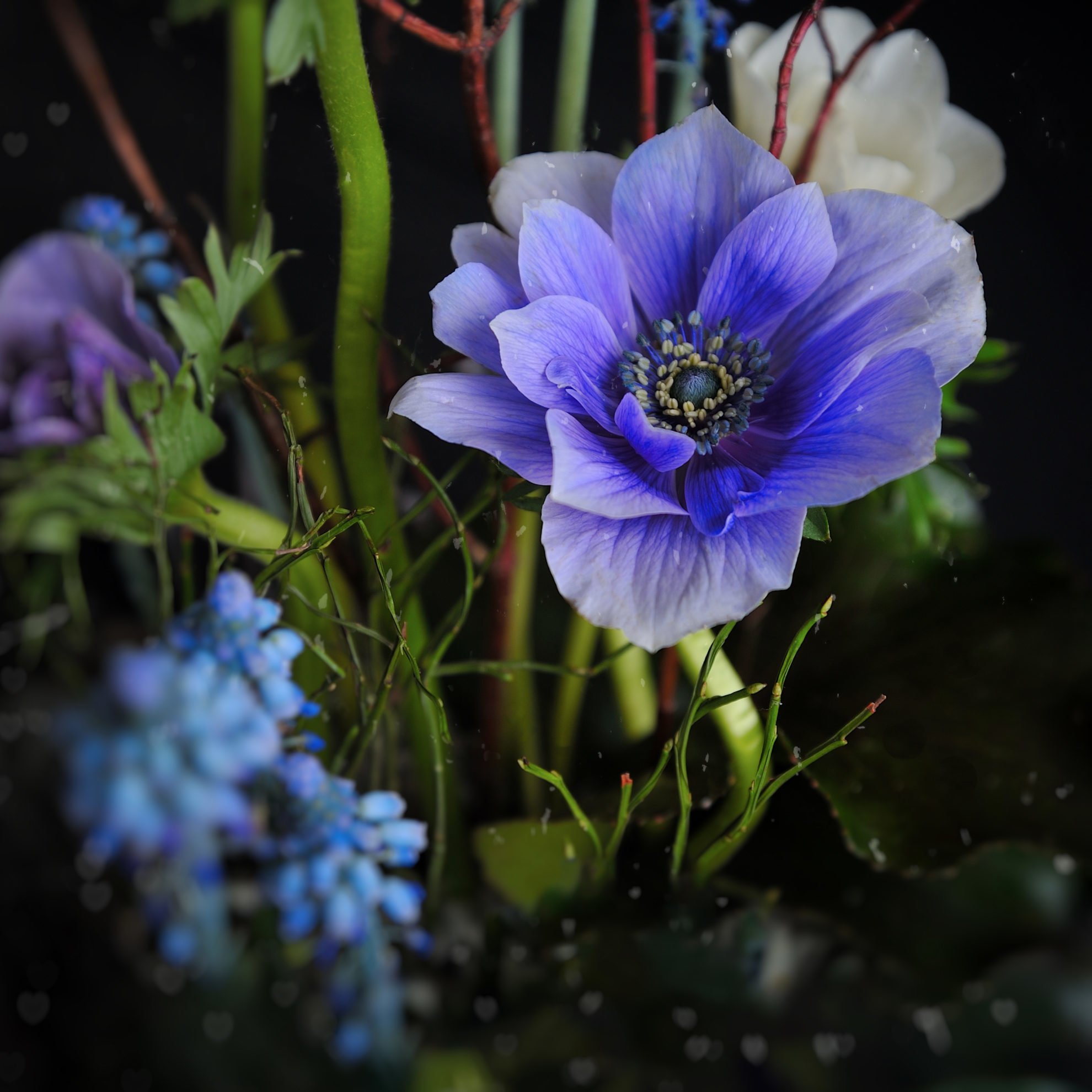 Анемона (Anemone) или Ветреница