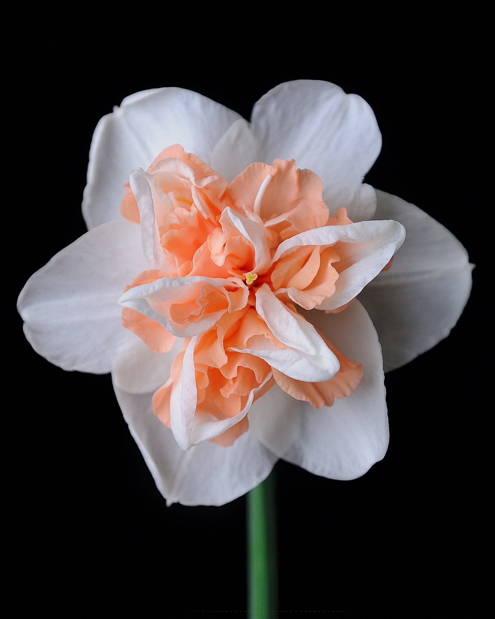 Нарцисс (Narcissus)