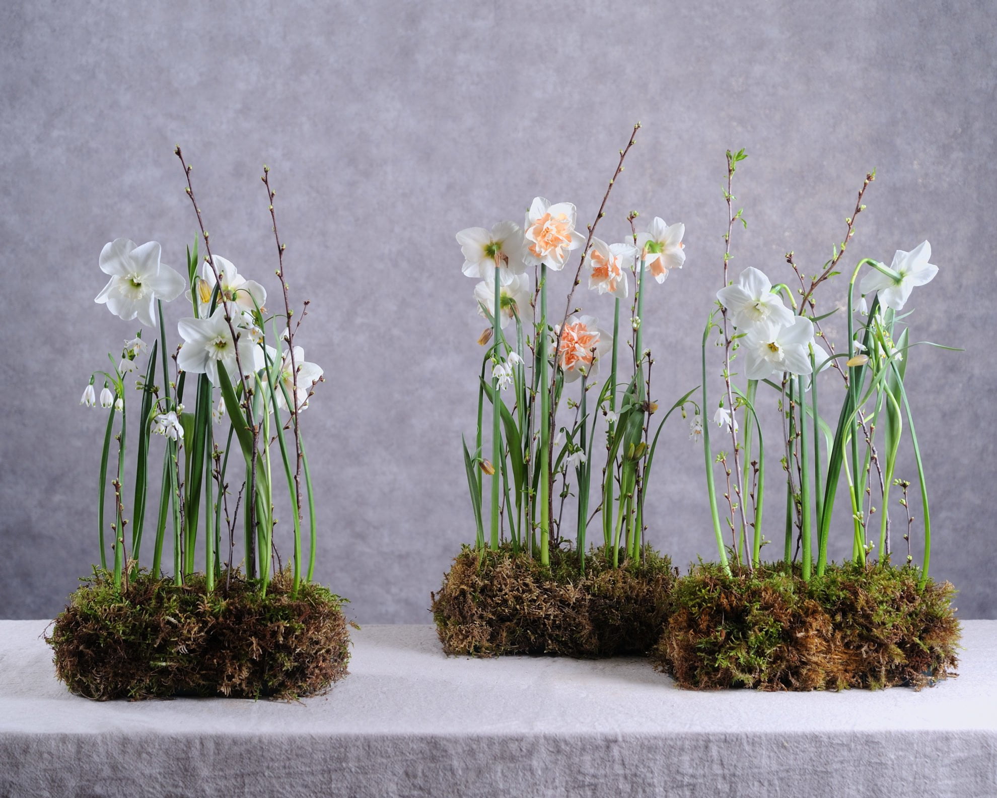 Нарцисс (Narcissus)