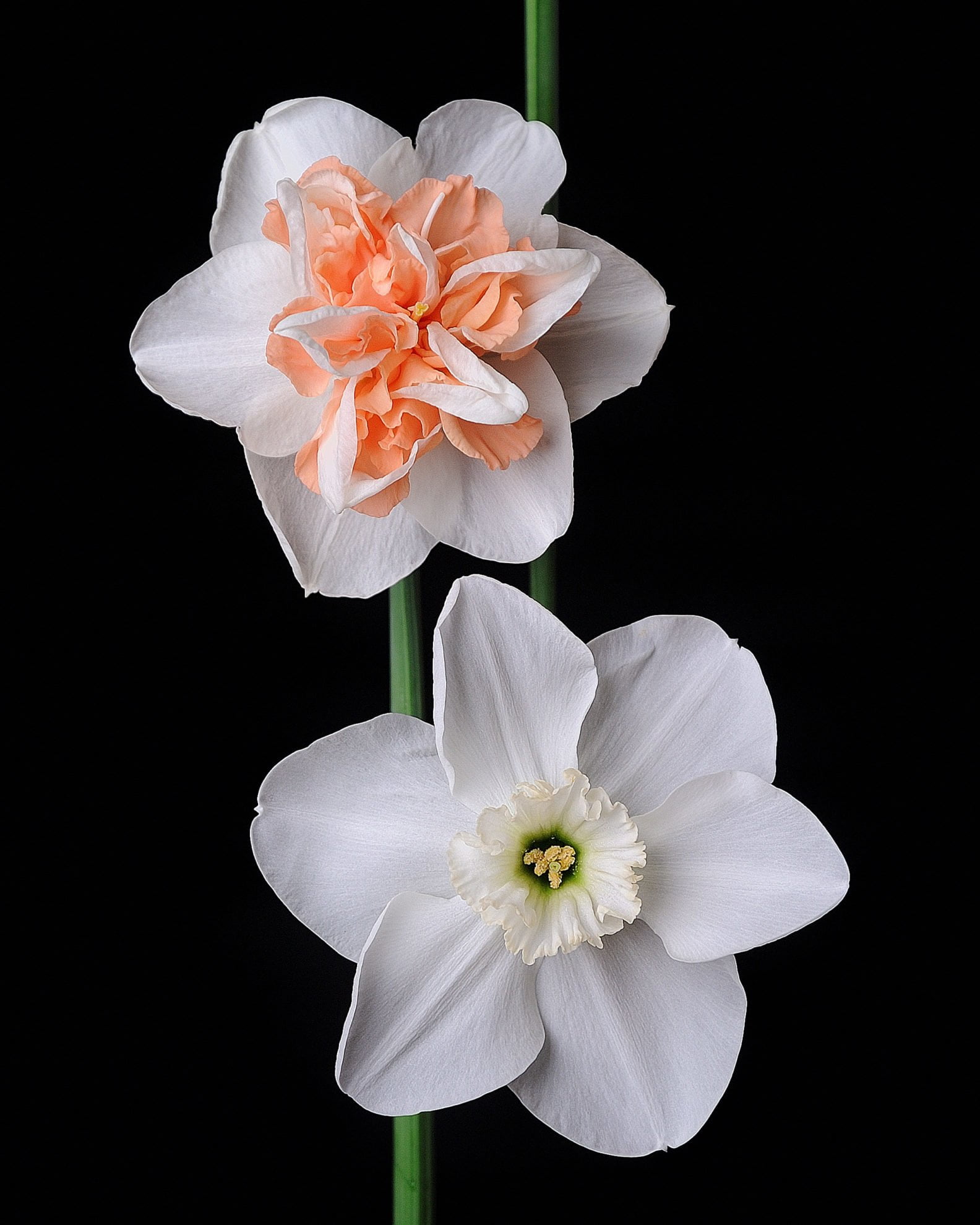 Нарцисс (Narcissus)