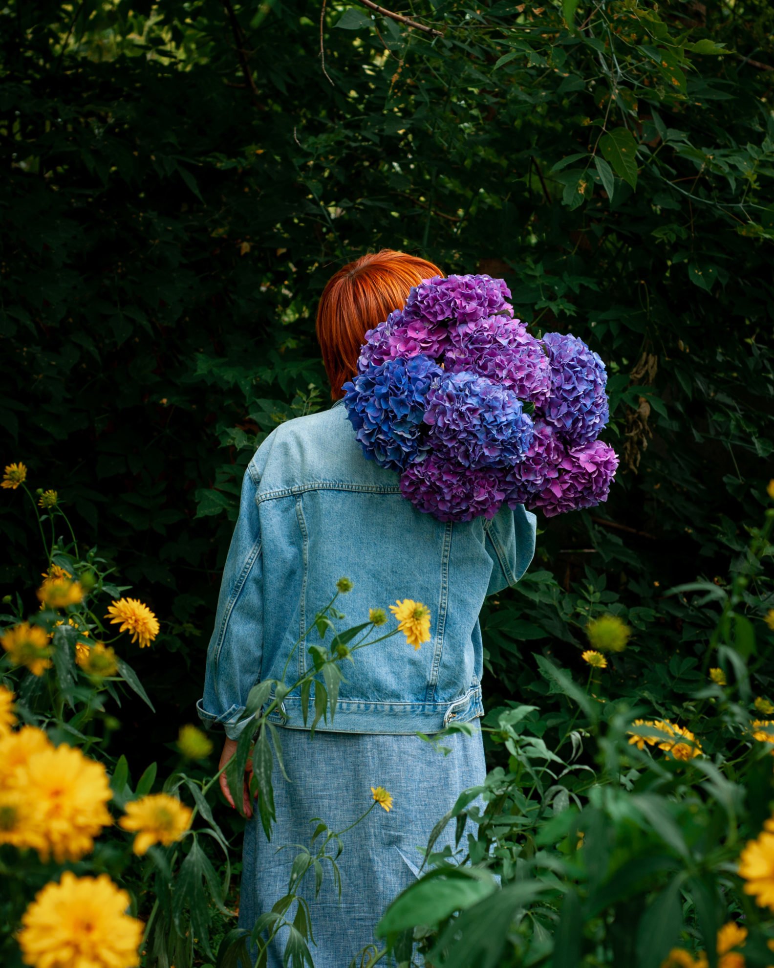 Гортензия (Hydrangea)