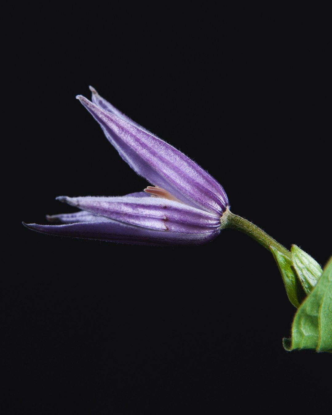 Клематис (Сlematis)